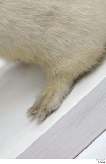 Weasel foot leg 0004.jpg